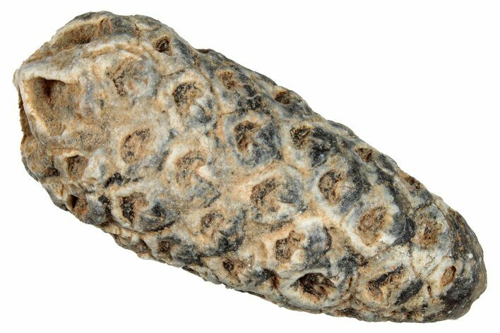 Fossil Seed Cone (Or Aggregate Fruit) - Morocco #277798
